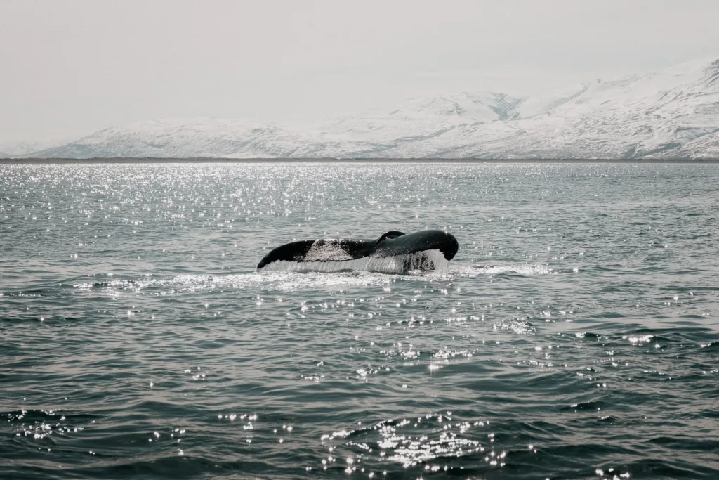 Detailní záběr na tmavou ocasní ploutev velryby, která se potápí do moře. Hladina vody se třpytí v ostrém slunci a v pozadí se táhnou vysoké hory pokryté sněhem pod světlou oblohou.